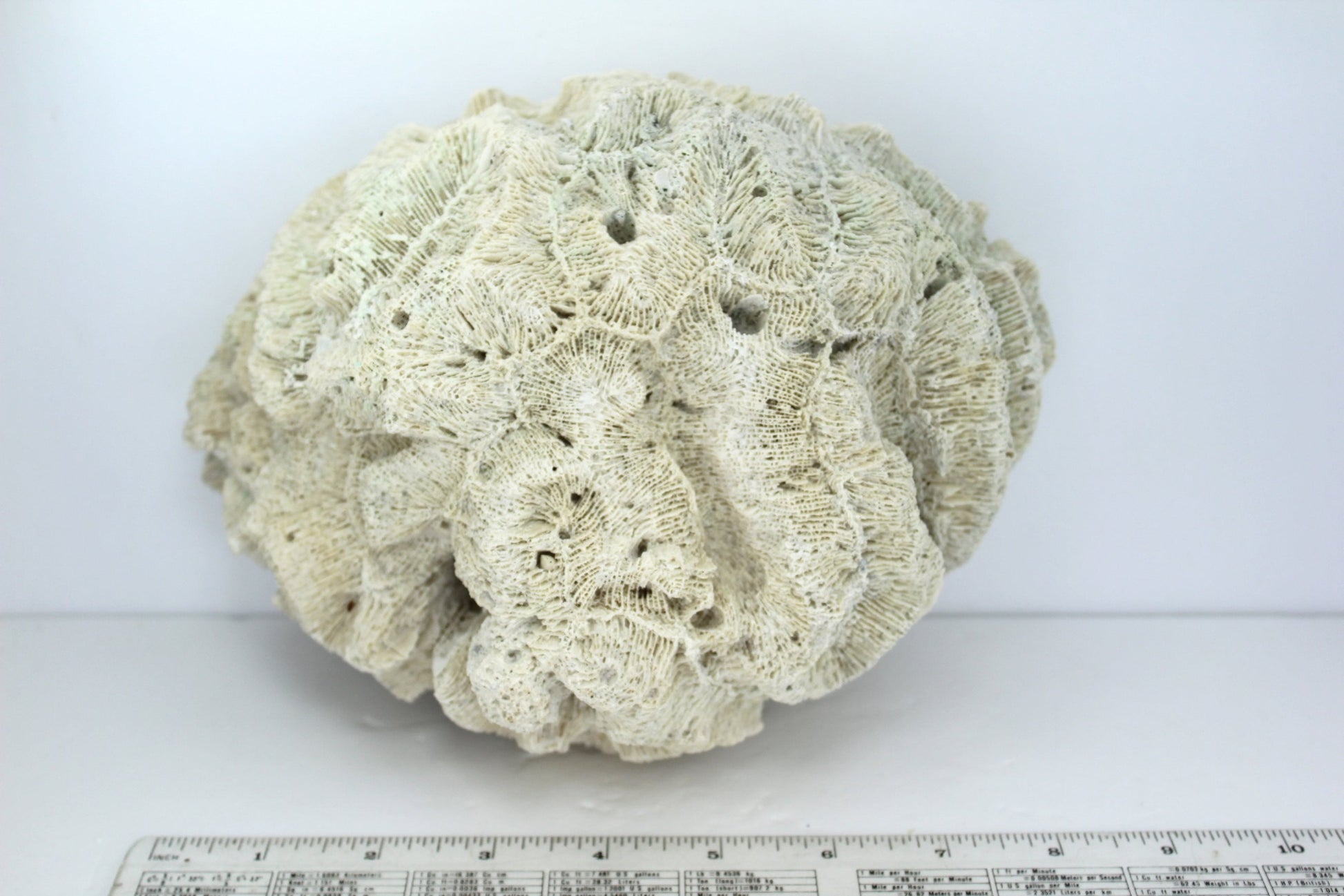 Natural Brain Coral Fossil Large 8 1/2" X 6" Heavy 3# Florida Estate Unusually Lovely Collectible