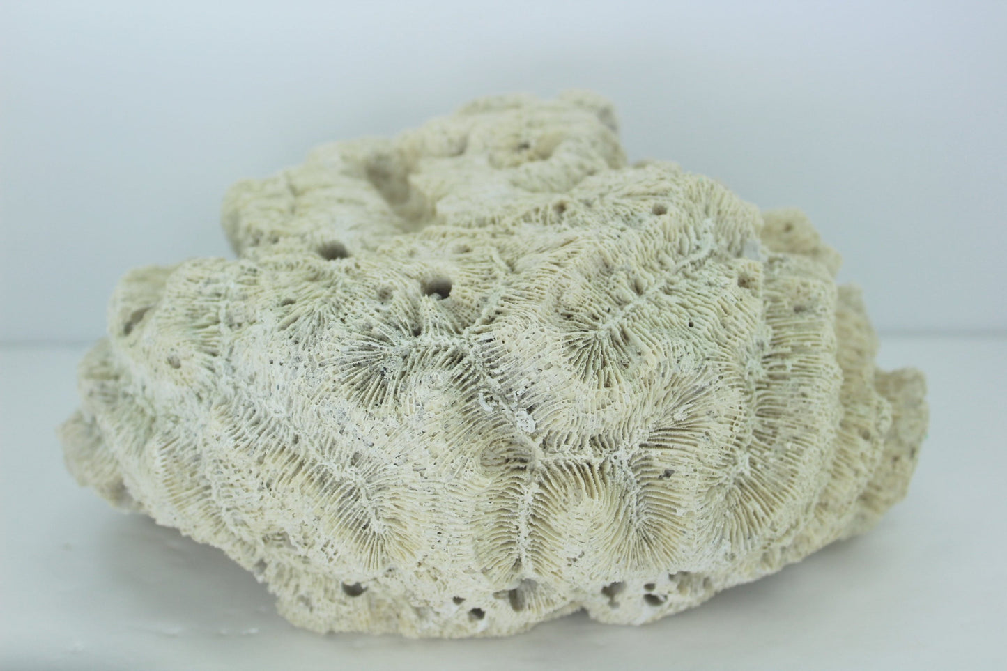 Natural Brain Coral Fossil Large 8 1/2" X 6" Heavy 3# Florida Estate Unusually Lovely Collectible big