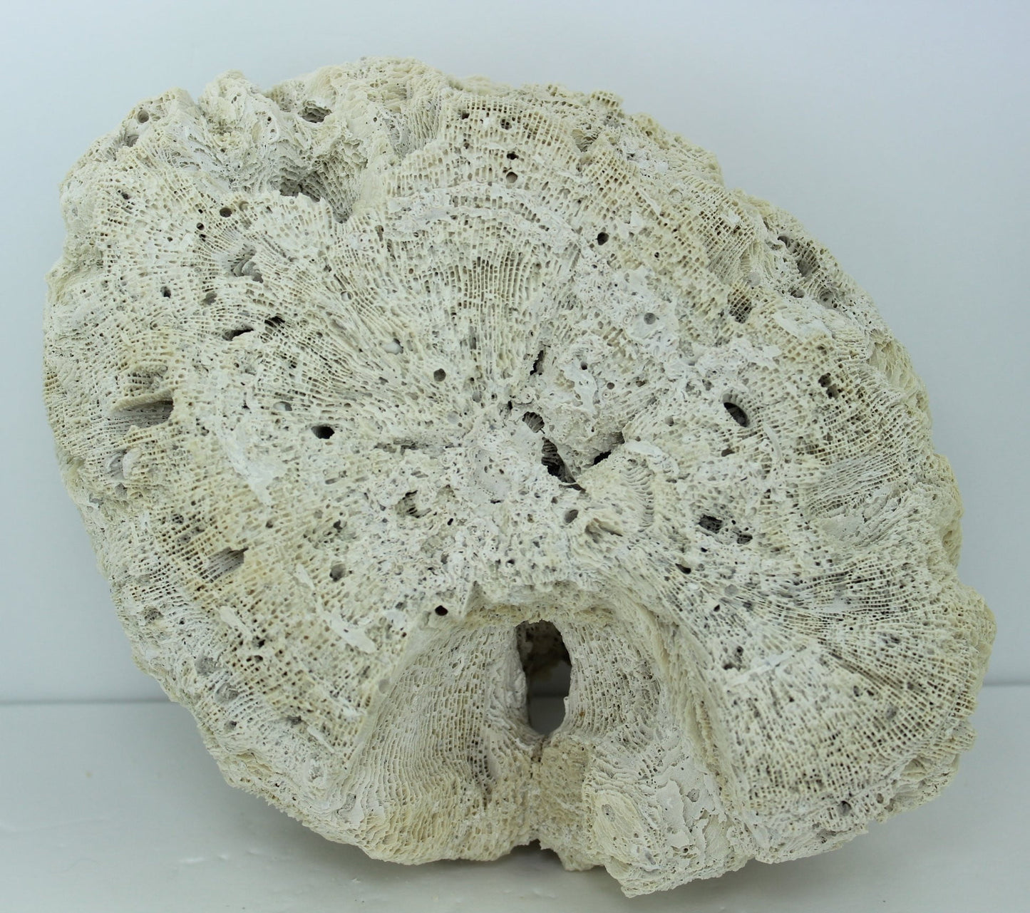 Natural Brain Coral Fossil Large 8 1/2" X 6" Heavy 3# Florida Estate Unusually Lovely Collectible sits well