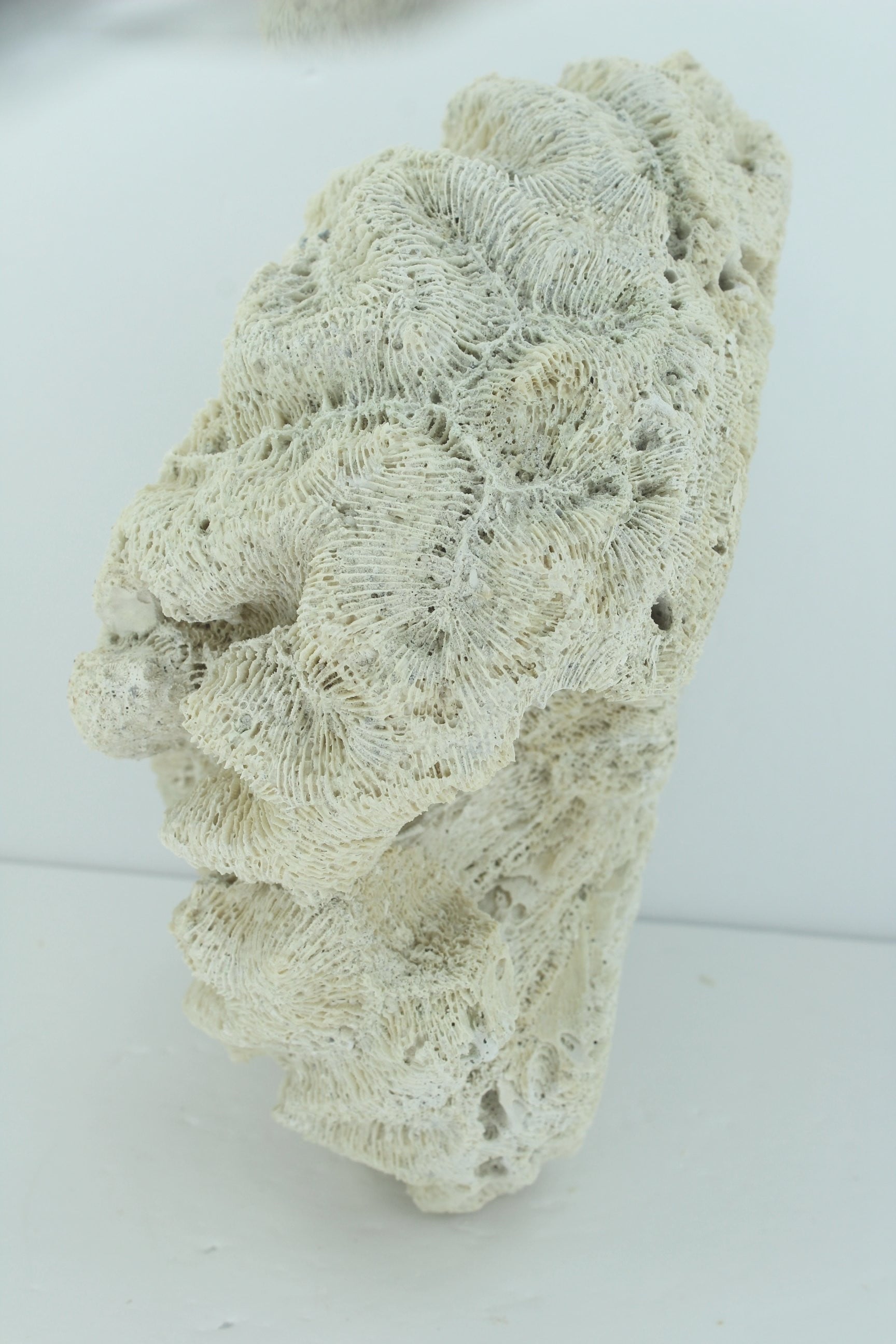 Natural Brain Coral Fossil Large 8 1/2" X 6" Heavy 3# Florida Estate Unusually Lovely Collectible decorator