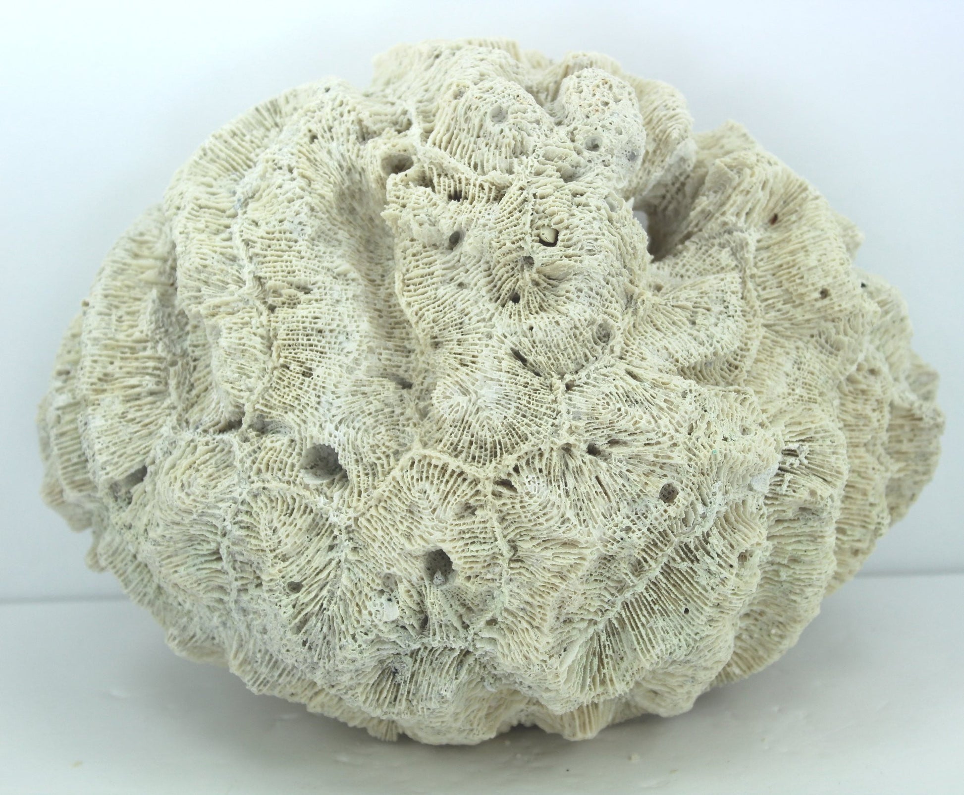 Natural Brain Coral Fossil Large 8 1/2" X 6" Heavy 3# Florida Estate Unusually Lovely Collectible intricate