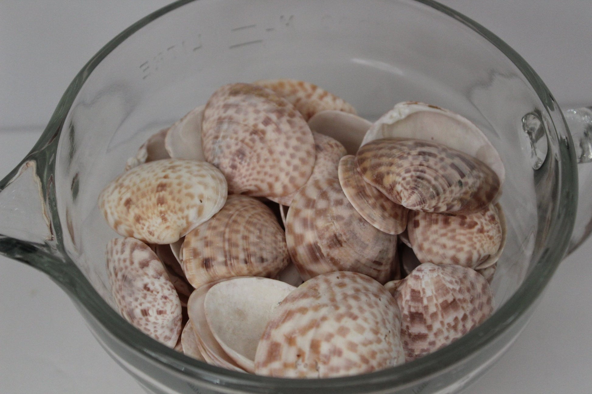 Florida Natural Shells Calico Clam Bulk 4 Cups Jewelry Shell Art Mirrors colorful