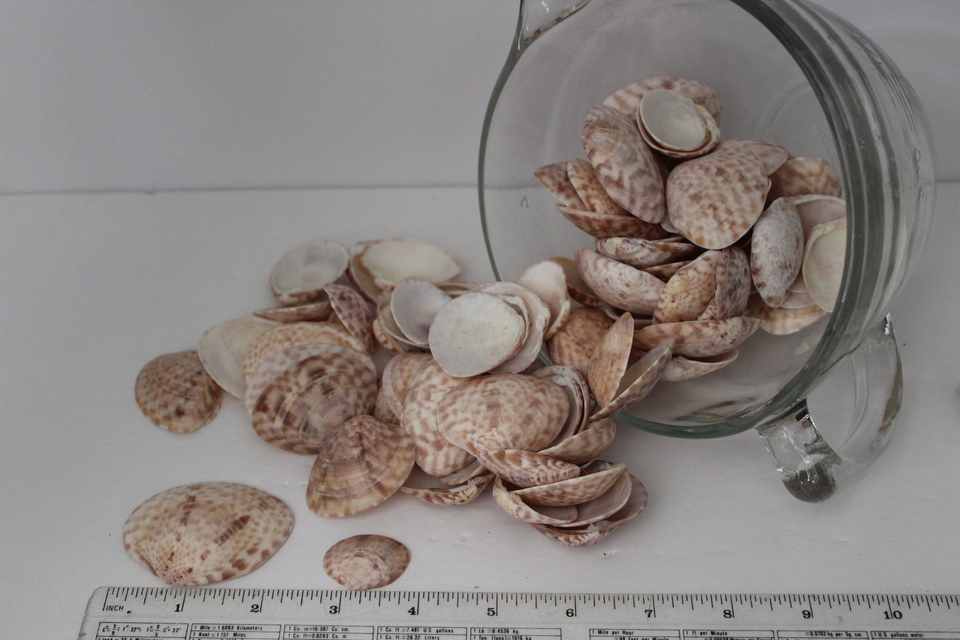 Florida Natural Shells Calico Clam Bulk 4 Cups Jewelry Shell Art Mirrors