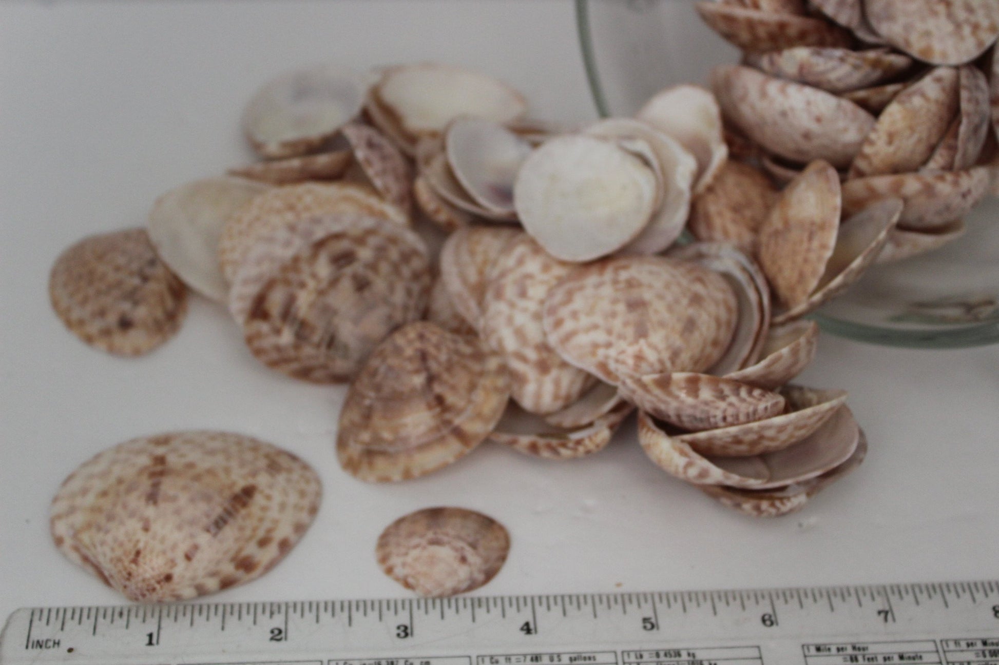 Florida Natural Shells Calico Clam Bulk 4 Cups Jewelry Shell Art Mirrors beach wedding