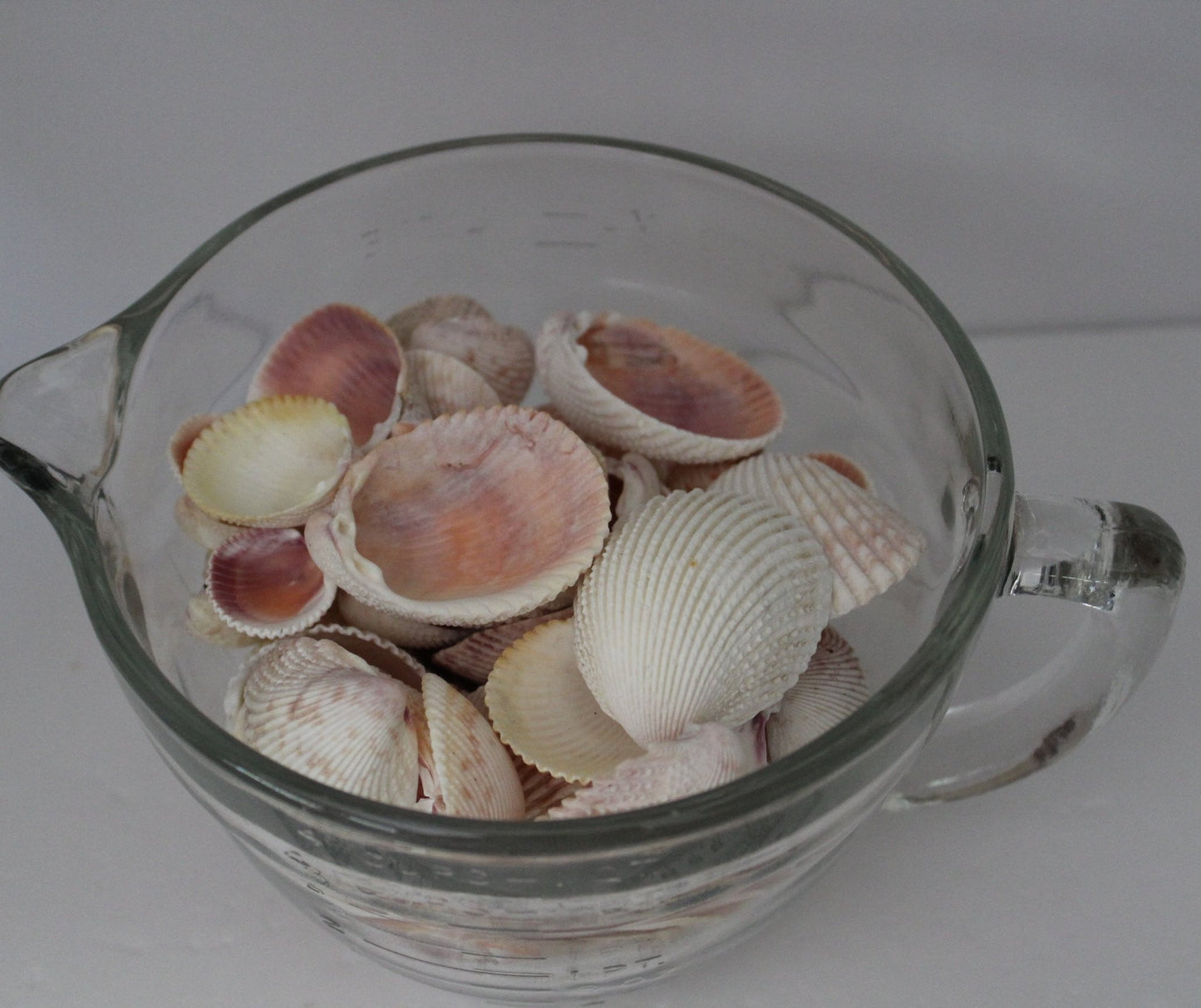 Seashells - Florida Natural Shells Bulk 4 Cups 40+ Variety Sizes Cockles Crafts Wreath Mirror Beach Decor - Olde Kitchen & Home
