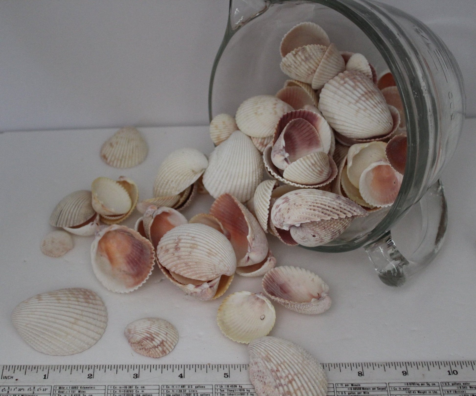 Seashells - Florida Natural Shells Bulk 4 Cups 40+ Variety Sizes Cockles Crafts Wreath Mirror Beach Decor - Olde Kitchen & Home
