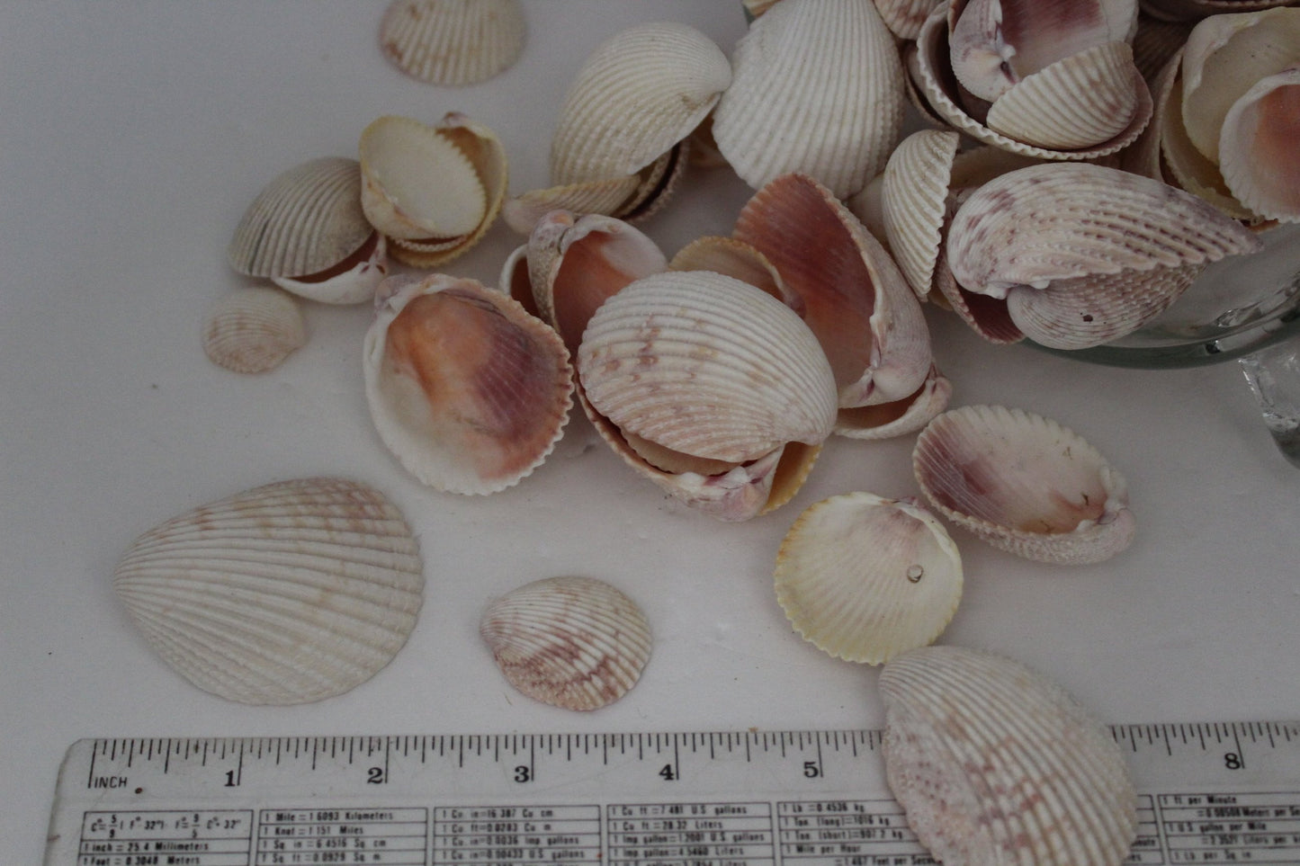 Seashells - Florida Natural Shells Bulk 4 Cups 40+ Variety Sizes Cockles Crafts Wreath Mirror Beach Decor - Olde Kitchen & Home