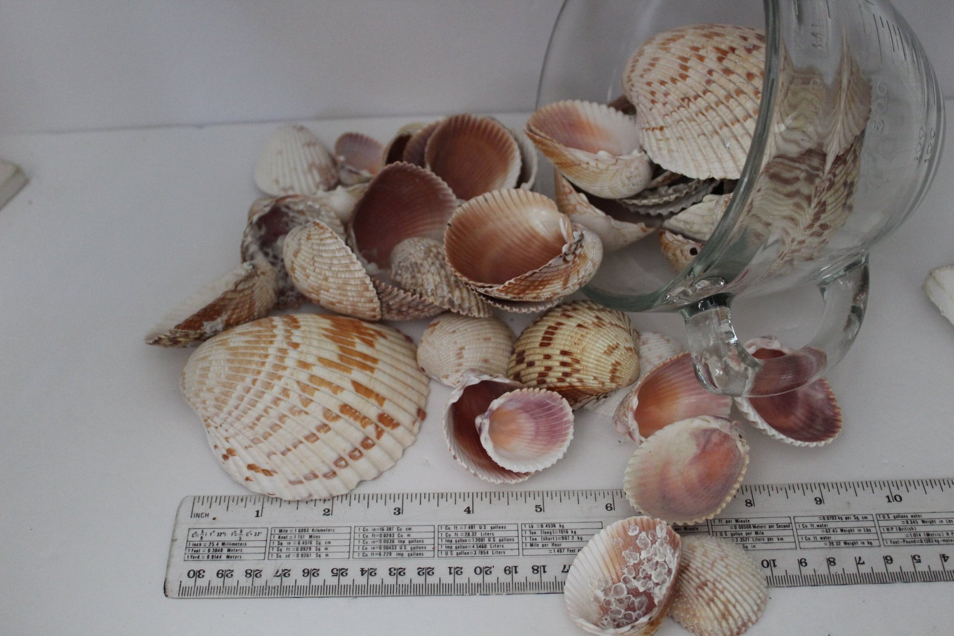 Florida Natural Shells 50 Variety Sizes Cockles Crafts Wreath Mirror Beach Decor  decorator