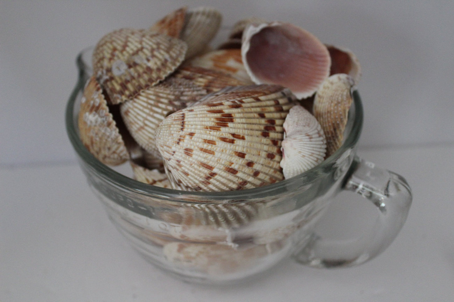 Florida Natural Shells 50 Variety Sizes Cockles Crafts Wreath Mirror Beach Decor