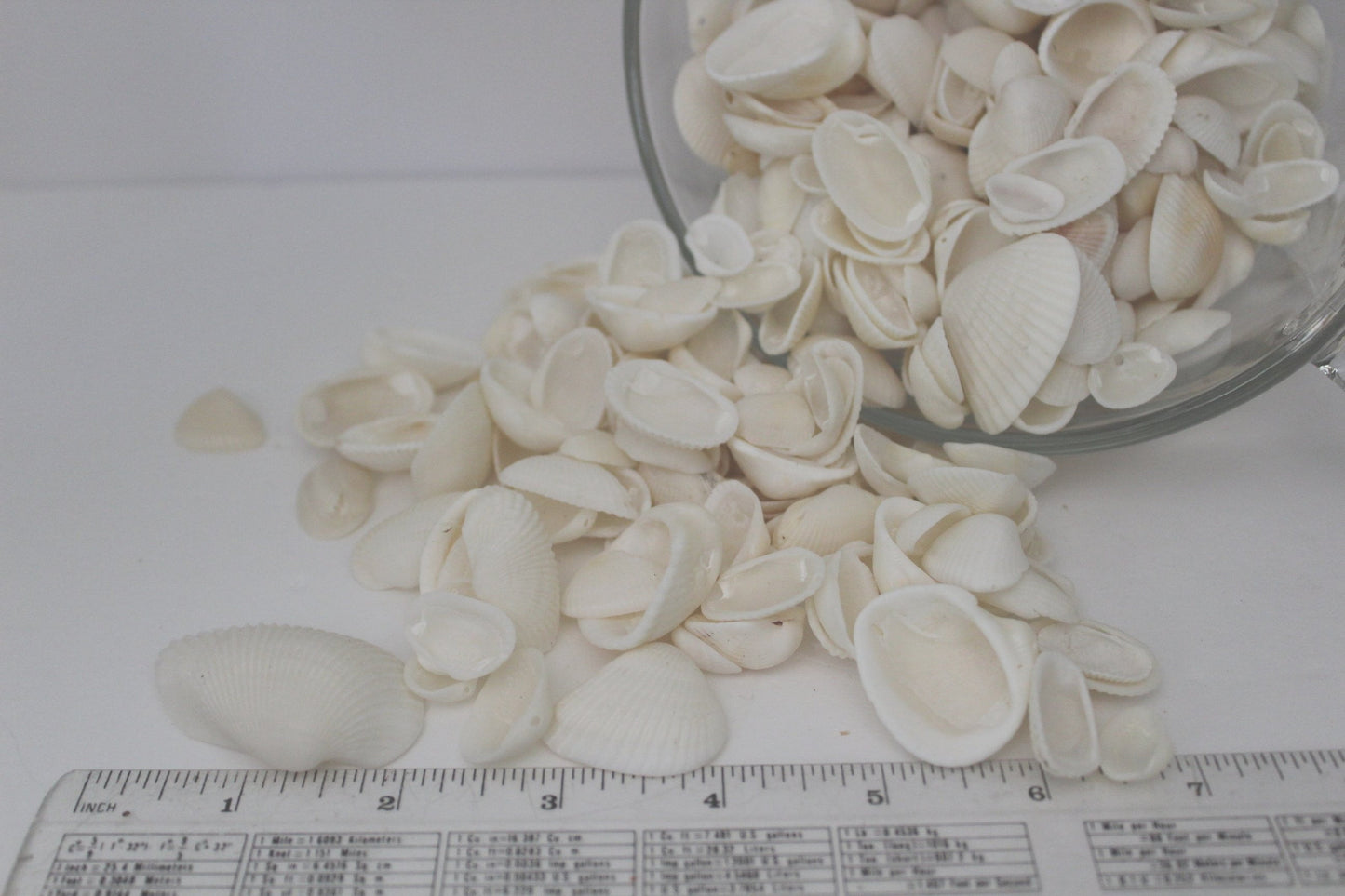 Seashells - Florida Natural Shells Small White Bulk 4 Cups Wedding Jewelry Shell Art - Olde Kitchen & Home