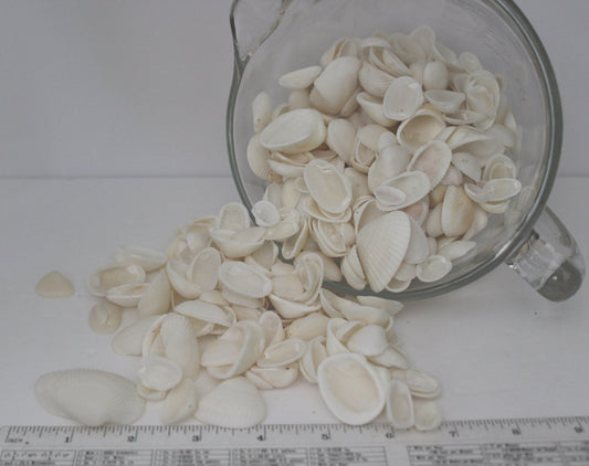 Seashells - Florida Natural Shells Small White Bulk 4 Cups Wedding Jewelry Shell Art - Olde Kitchen & Home