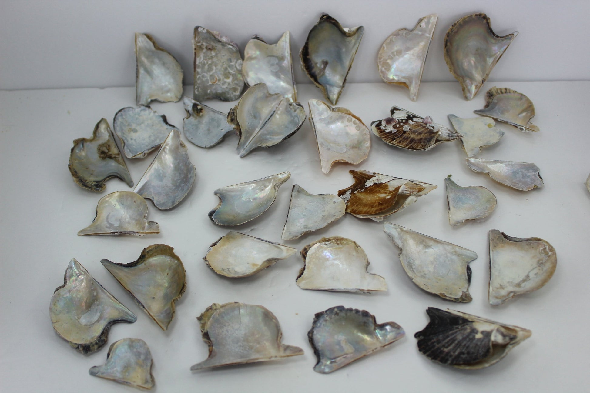 Wing Oyster Shells Mother Pearl Natural Rustic Pairs Singles Crafts Wreath Mirror Jewelry Beach Decor MOP