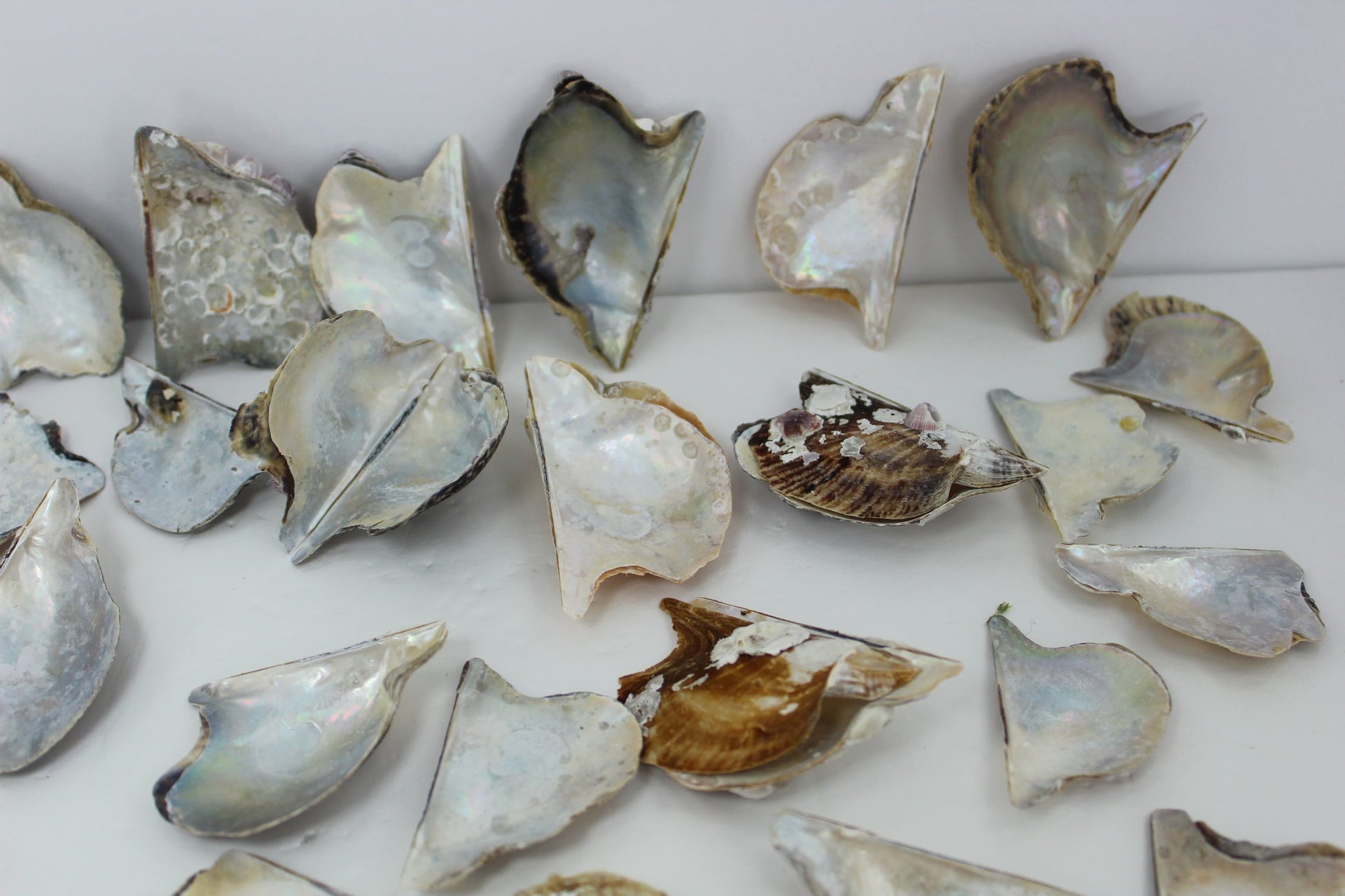 Wing Oyster Shells Mother Pearl Natural Rustic Pairs Singles Crafts Wreath Mirror Jewelry Beach Decor as found