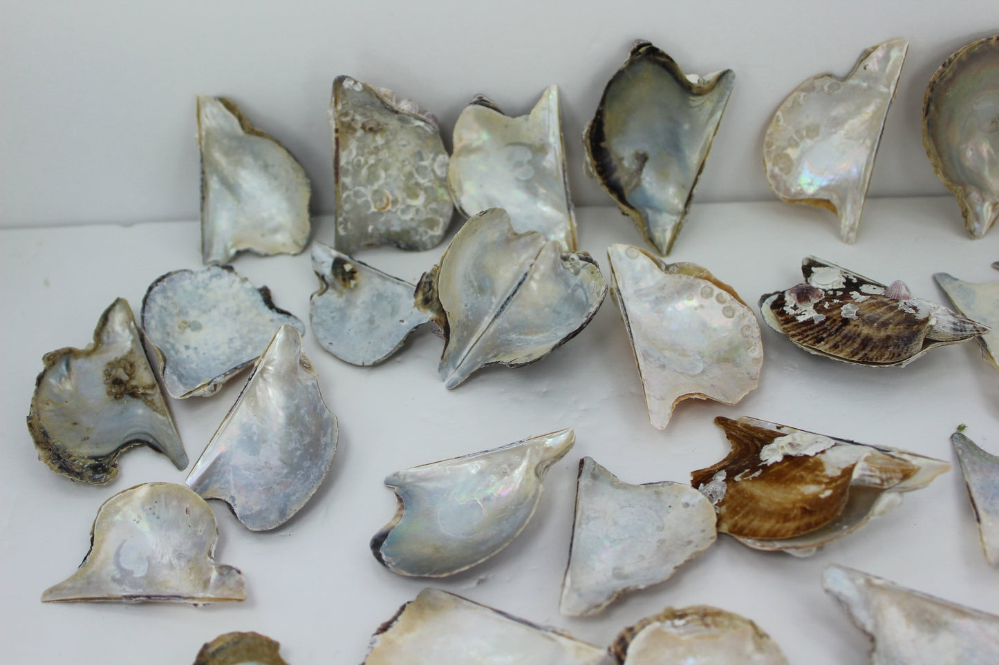 Wing Oyster Shells Mother Pearl Natural Rustic Pairs Singles Crafts Wreath Mirror Jewelry Beach Decor barnacles