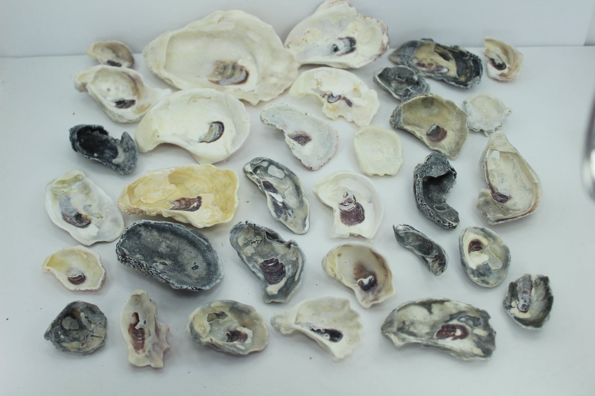 Vintage Oyster Shells 32 Natural Rustic Fossil Singles Jewelry Necklaces Jewel Trays wreaths