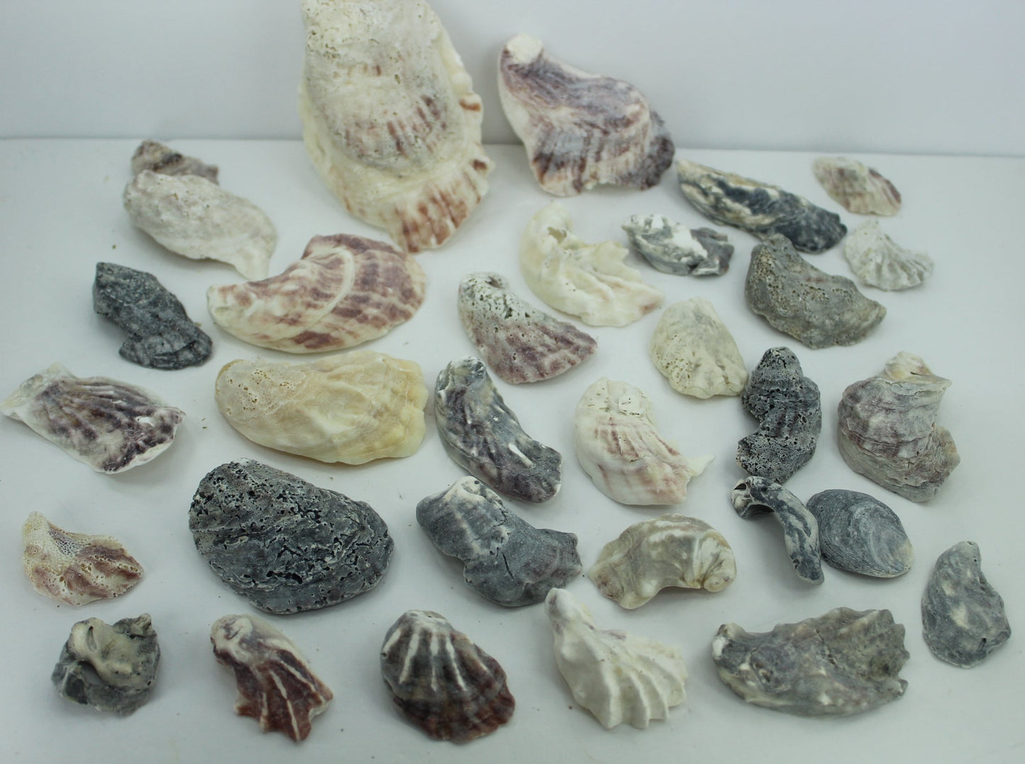 Vintage Oyster Shells 32 Natural Rustic Fossil Singles Jewelry Necklaces Jewel Trays bulk