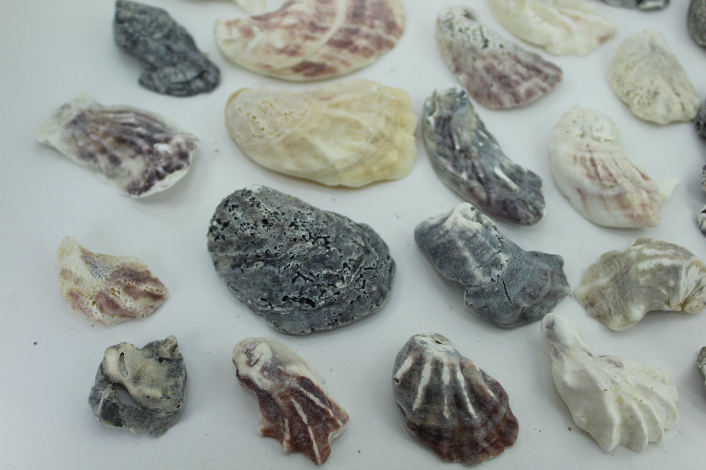Vintage Oyster Shells 32 Natural Rustic Fossil Singles Jewelry Necklaces Jewel Trays purple