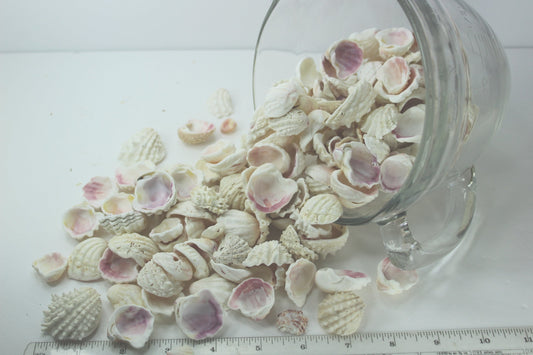 Florida Natural Shells Small Jewel Box Bulk 4 Cups Jewelry Shell Art Mirrors