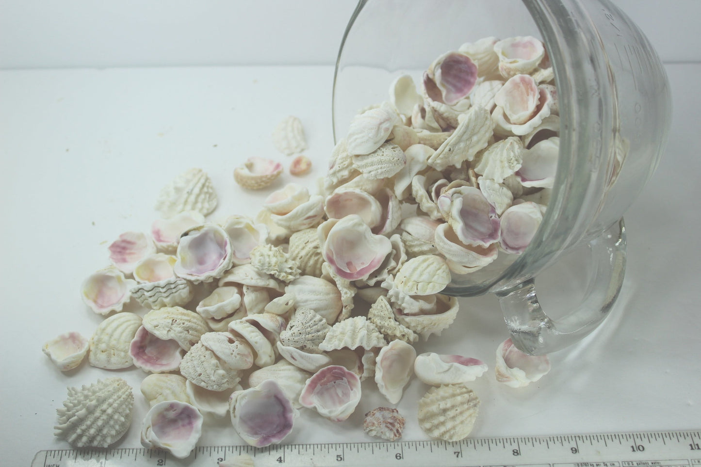 Florida Natural Shells Small Jewel Box Bulk 4 Cups Jewelry Shell Art Mirrors