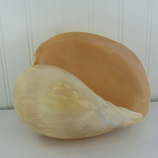 Tun Natural Seashell Large 8" Peach Color Display Specimen