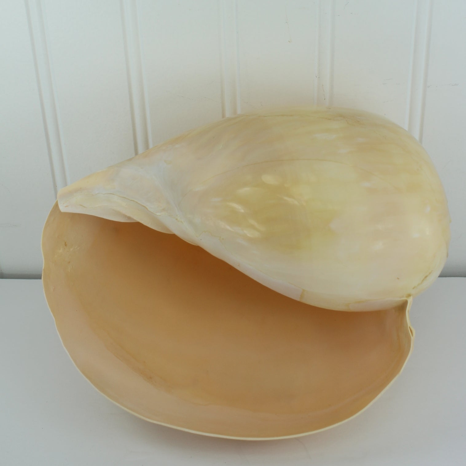 Tun Natural Seashell Large 8" Peach Color Display Specimen smooth glossy color