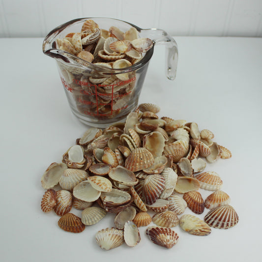 Natural Red Cardita Loose Seashells - Jewelry Craft Shell Art Decor Display