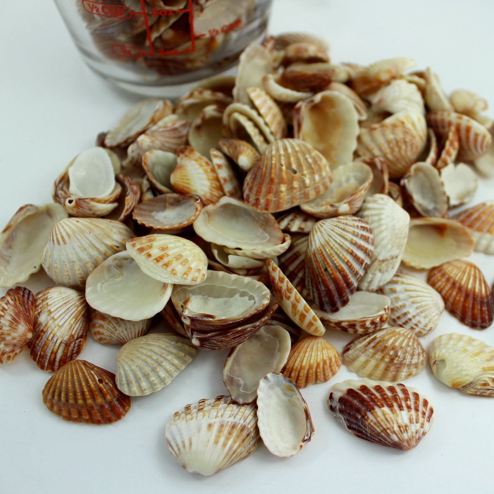 Natural Red Cardita Loose Seashells - Jewelry Craft Shell Art Decor Display over 2 cups of small shells for jewelry mirror frames