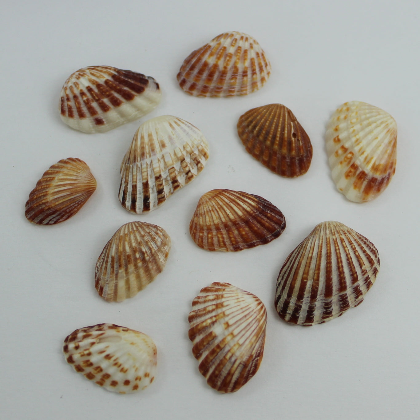 Natural Red Cardita Loose Seashells - Jewelry Craft Shell Art Decor Display sample of shades of color
