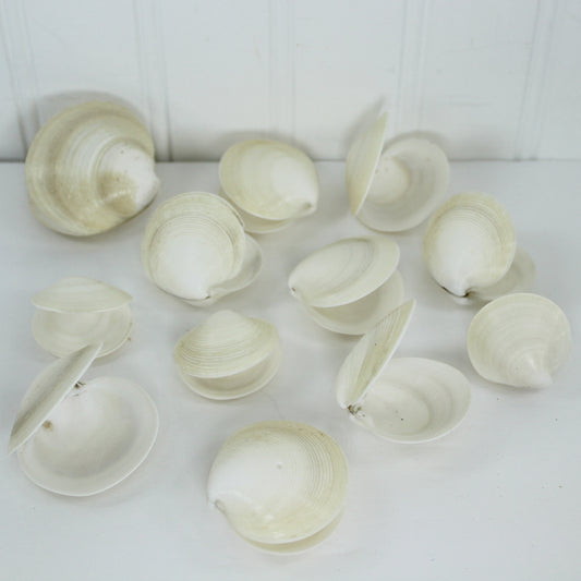 Natural Pairs 12 Dosinia Clam Seashells DIY Craft Shell Art Decor