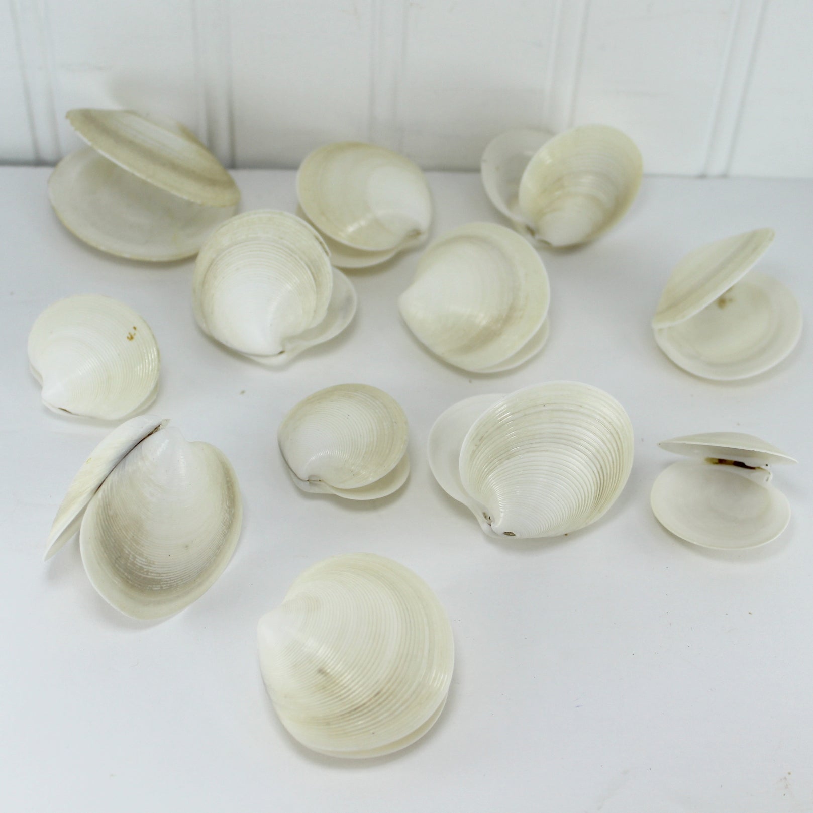 Natural Pairs 12 Dosinia Clam Seashells DIY Craft Shell Art Decor hinged pairs