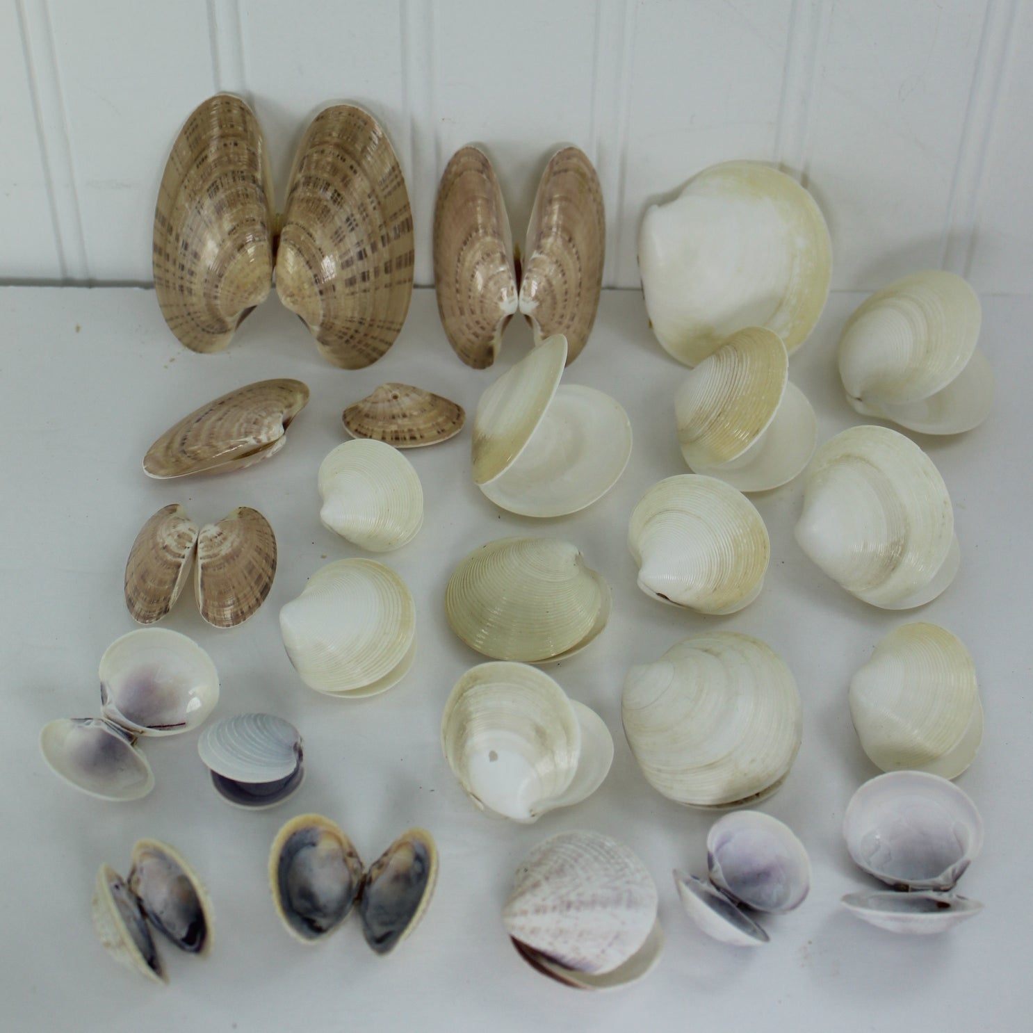 Natural Double Pairs Shells Variety Clams Dosinia Sunray Venus Loose Seashells DIY Craft Shell Art Decor