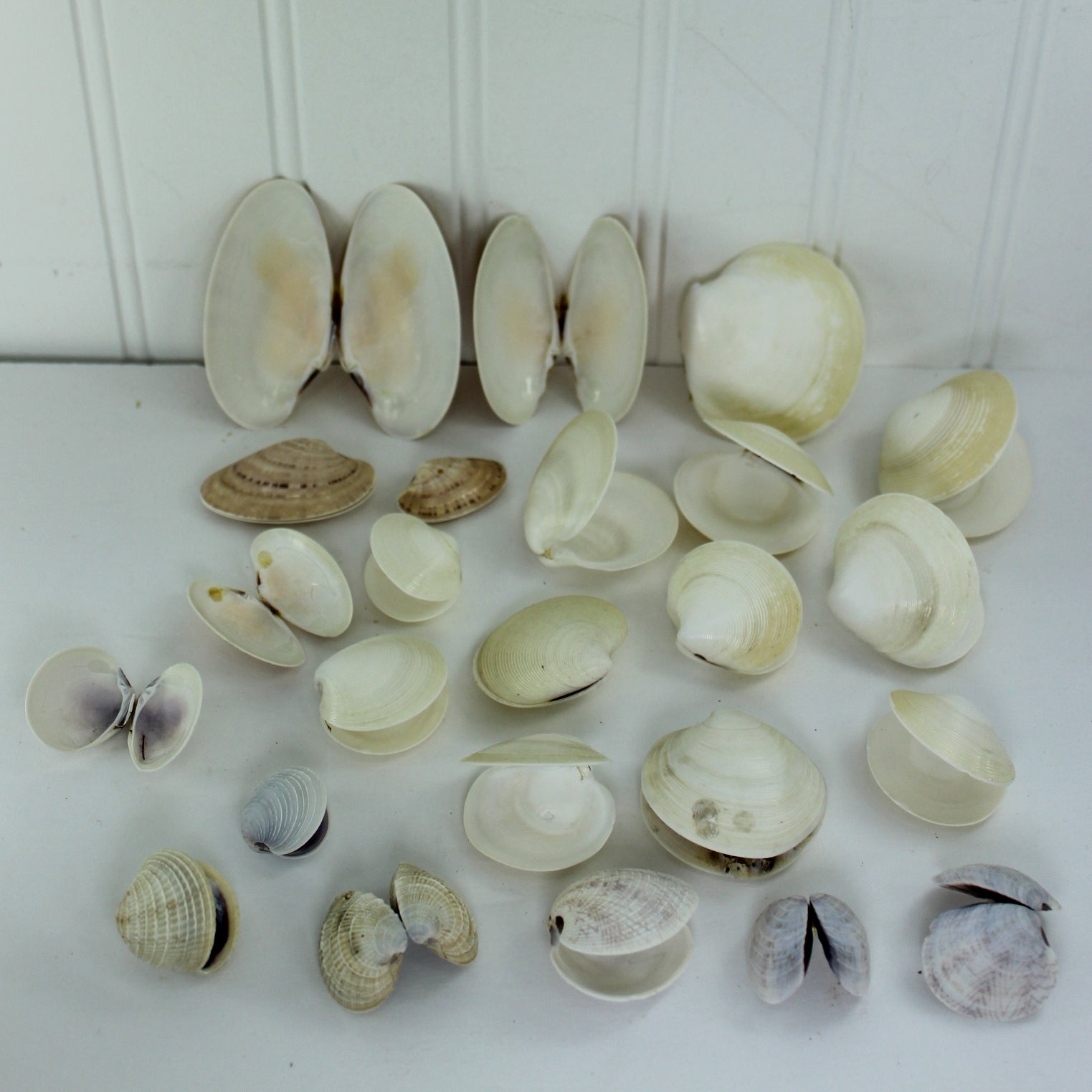 Natural Double Pairs Shells Variety Clams Dosinia Sunray Venus Loose Seashells DIY Craft Shell Art Decor hinged shells