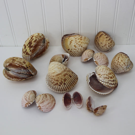 Cockle Shells Florida Natural Doubles Lot 12 Colorful Crafts Wreath Mirror Beach Decor