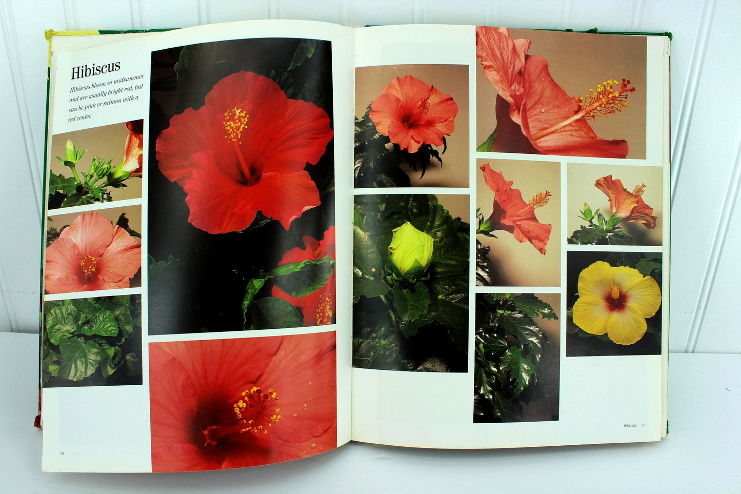 Gary Greene Artist's Photo Reference Flowers 500+ Photos & How To hibiscus sunflower