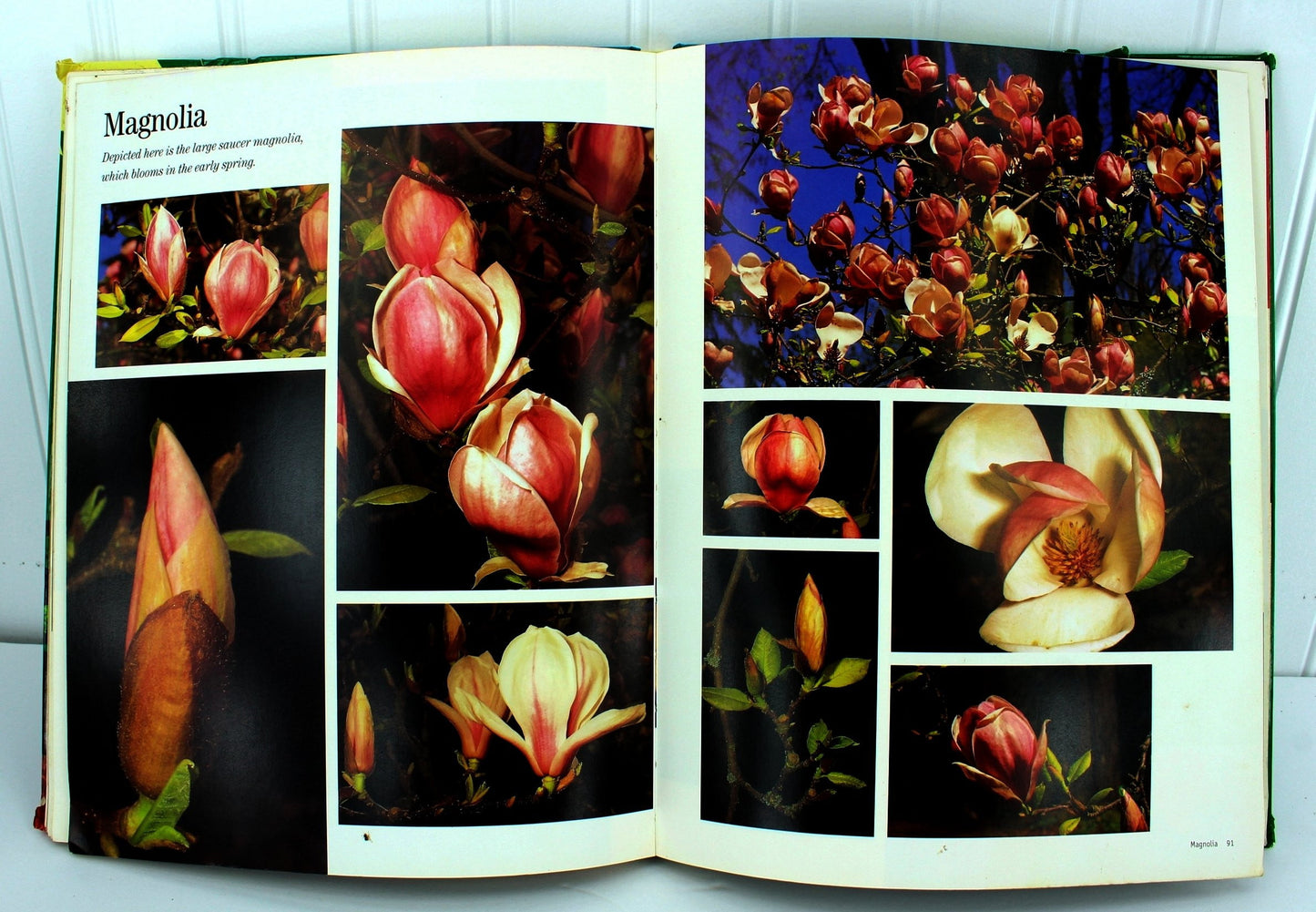 Gary Greene Artist's Photo Reference Flowers 500+ Photos & How To how to for floral painters