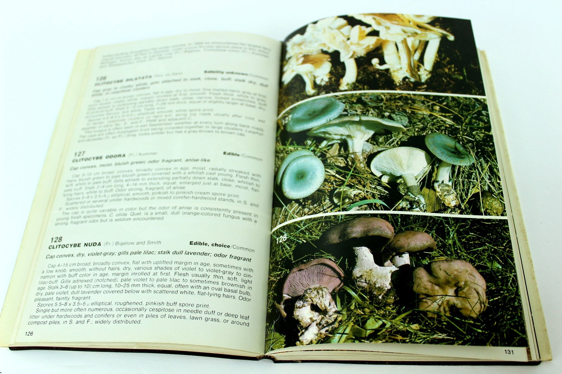 Mushrooms  North America Orson Miller 322 Species Printed 1979 good reference for painting