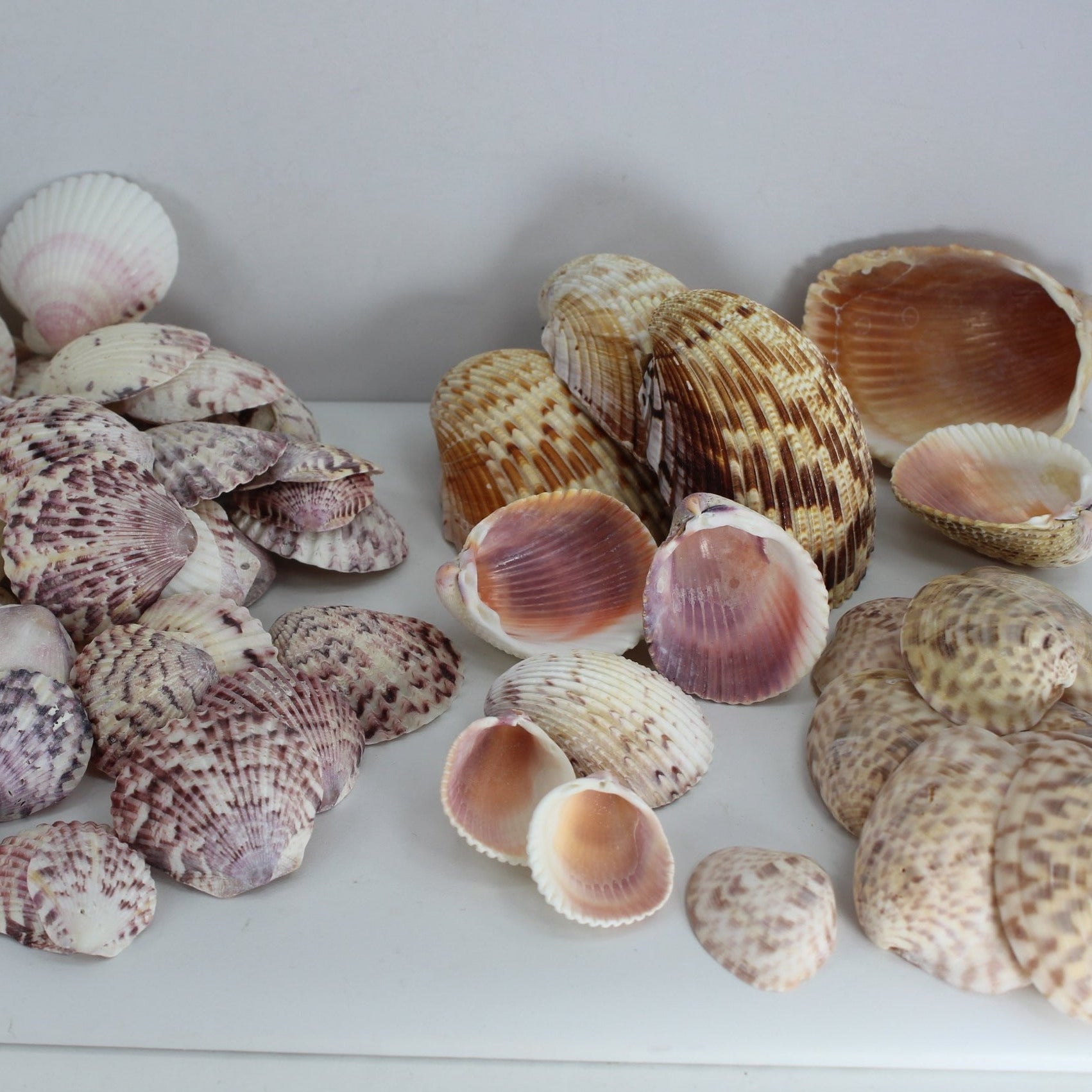 Florida Natural Shells Collection 80 Colorful Scallops Cockles Calico Clam Crafts Wreath Mirror Jewelry Beach Decor