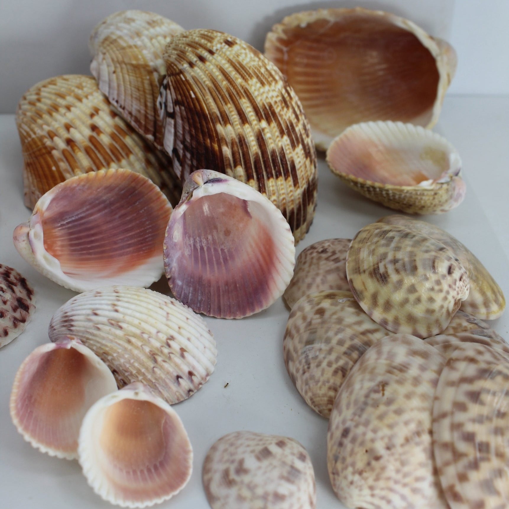 Florida Natural Shells Lot 80 Colorful Scallops Cockles Calico Clam Cr ...