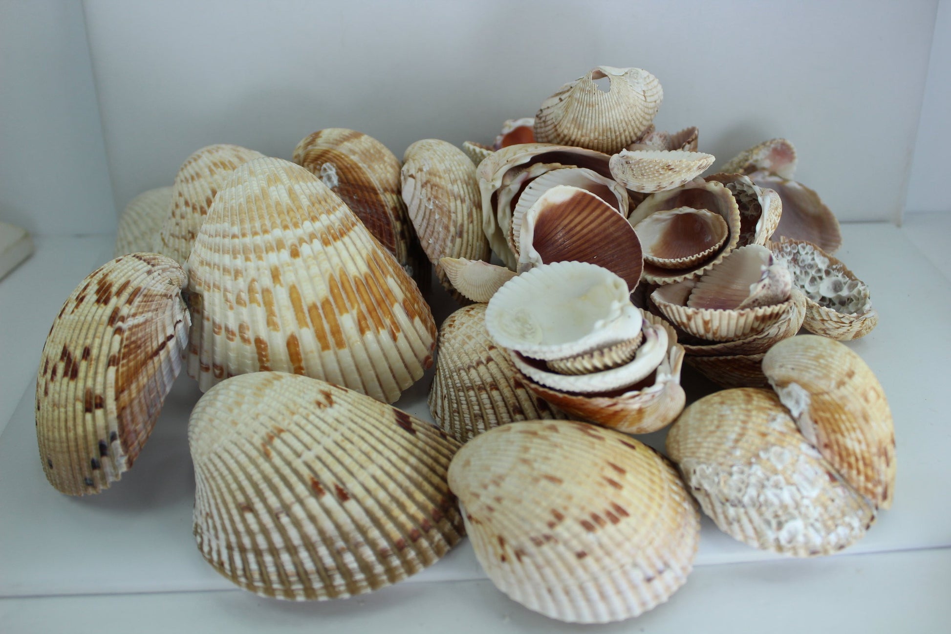 Florida Natural Shells 50 Variety Sizes Cockles Crafts Wreath Mirror Beach Decor display