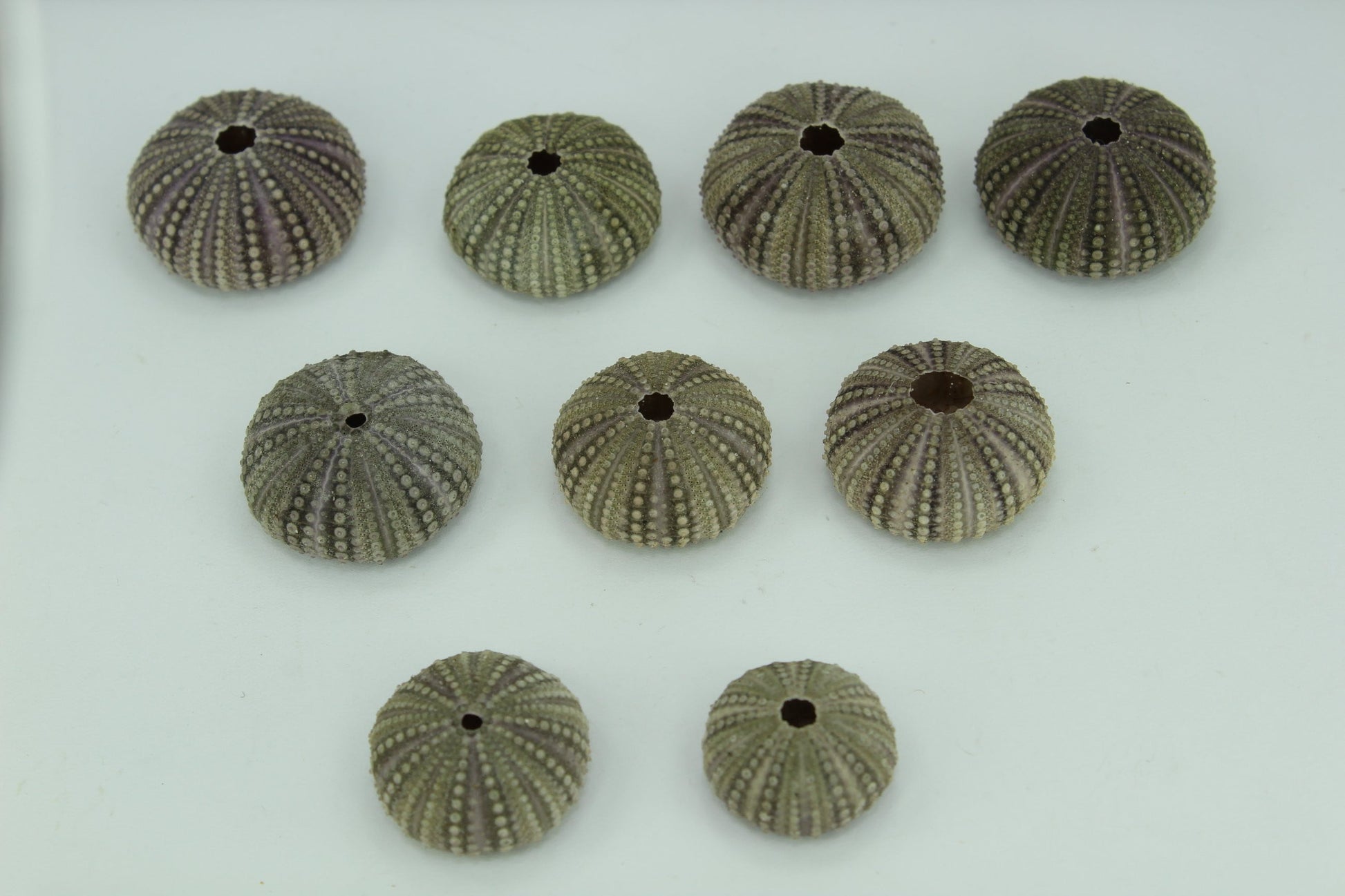 Florida Natural Baby Sea Urchins Estate Collection 1960s 70s Jewelry Shell Art Collectibles