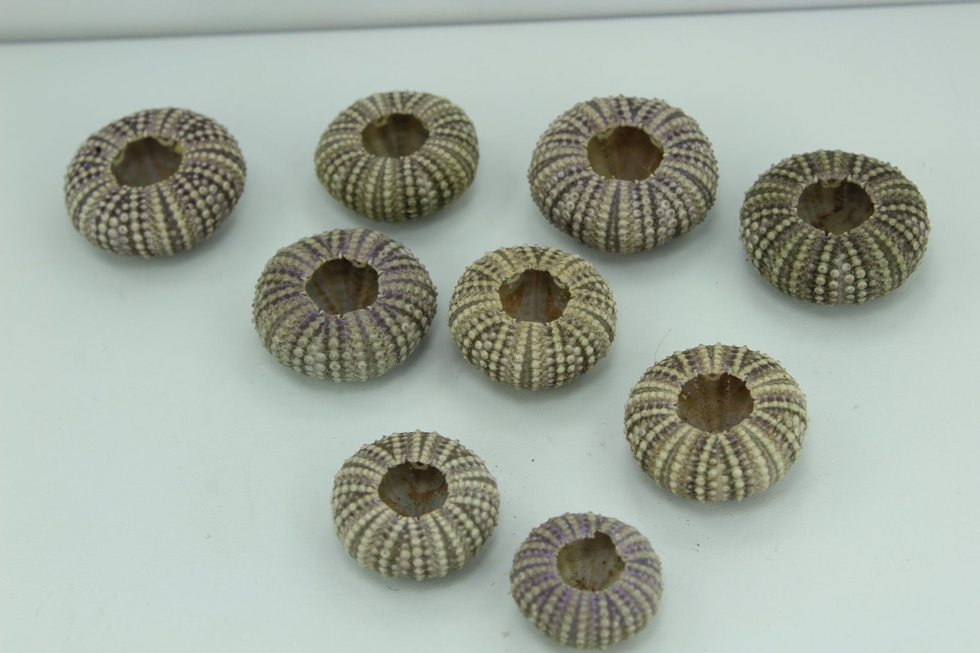 Florida Natural Baby Sea Urchins Estate Collection 1960s 70s Jewelry Shell Art Collectibles tiny