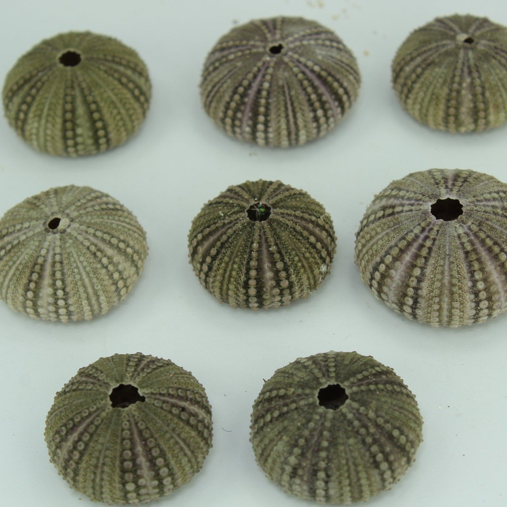 Florida Natural 8 Baby Sea Urchins Estate Collection Jewelry Shell Art Collectibles mini