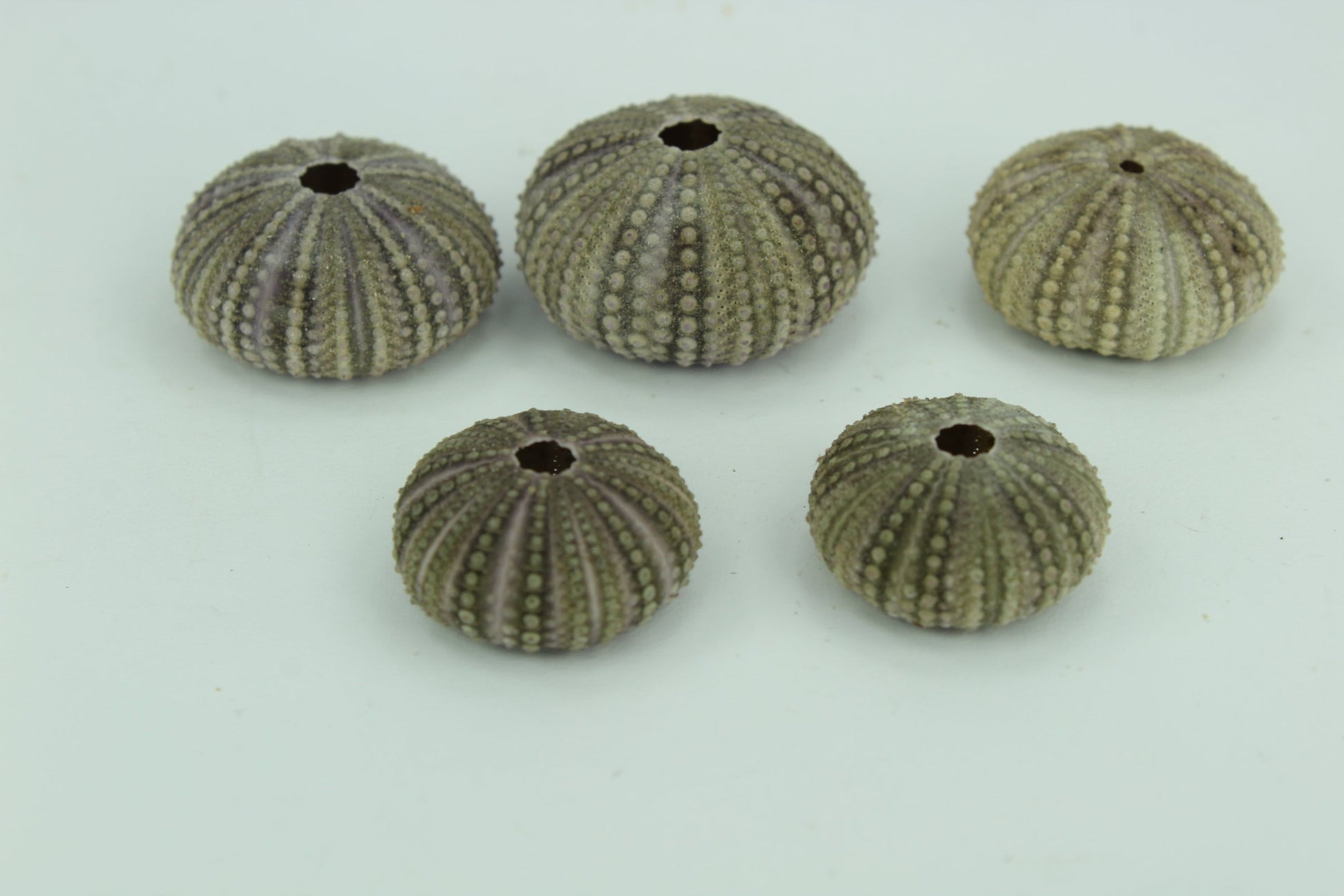 Florida Natural 5 Baby Sea Urchins Estate Collection Jewelry Shell Art Collectibles unusual