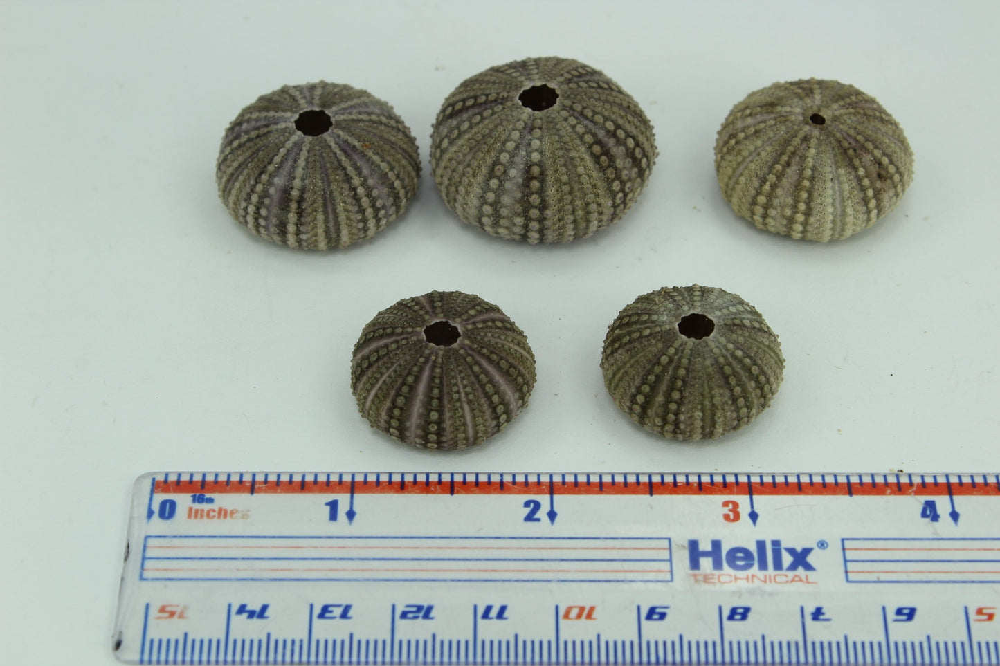 Florida Natural 5 Baby Sea Urchins Estate Collection Jewelry Shell Art Collectibles small