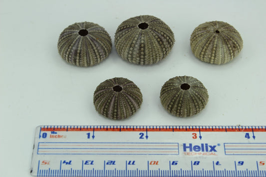 Florida Natural 5 Baby Sea Urchins Estate Collection Jewelry Shell Art Collectibles small