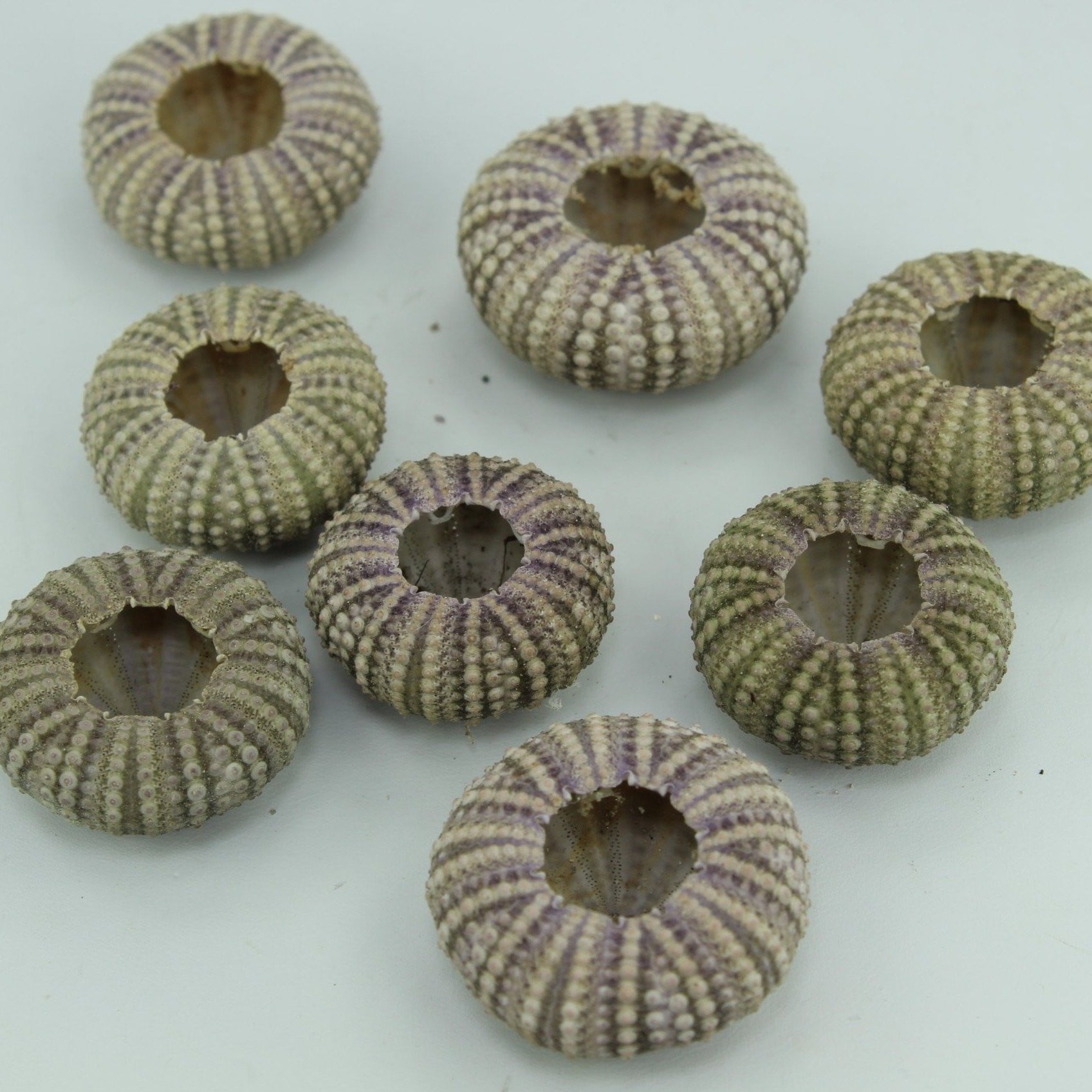 Florida Natural 8 Baby Sea Urchins Estate Collection Jewelry Shell Art Collectibles unusual