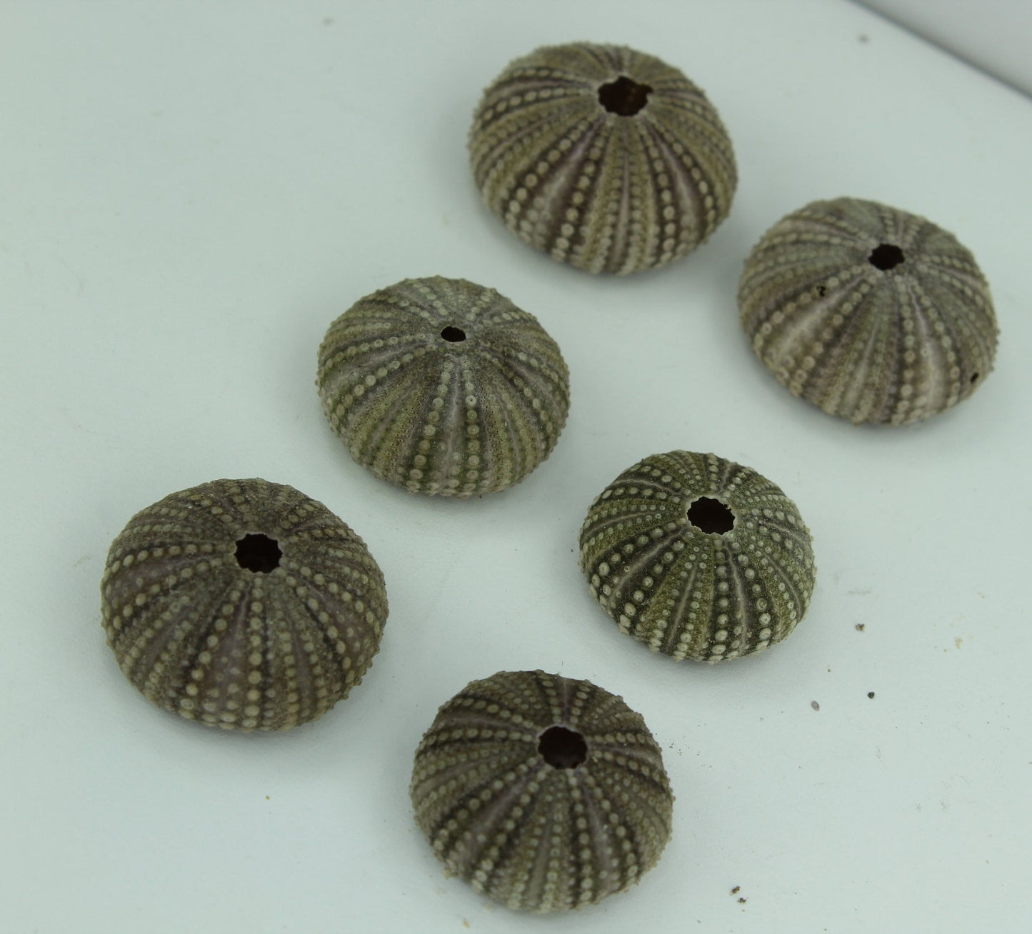 Florida Natural 6 Baby Sea Urchins Estate Collection Jewelry Shell Art Collectibles rare size