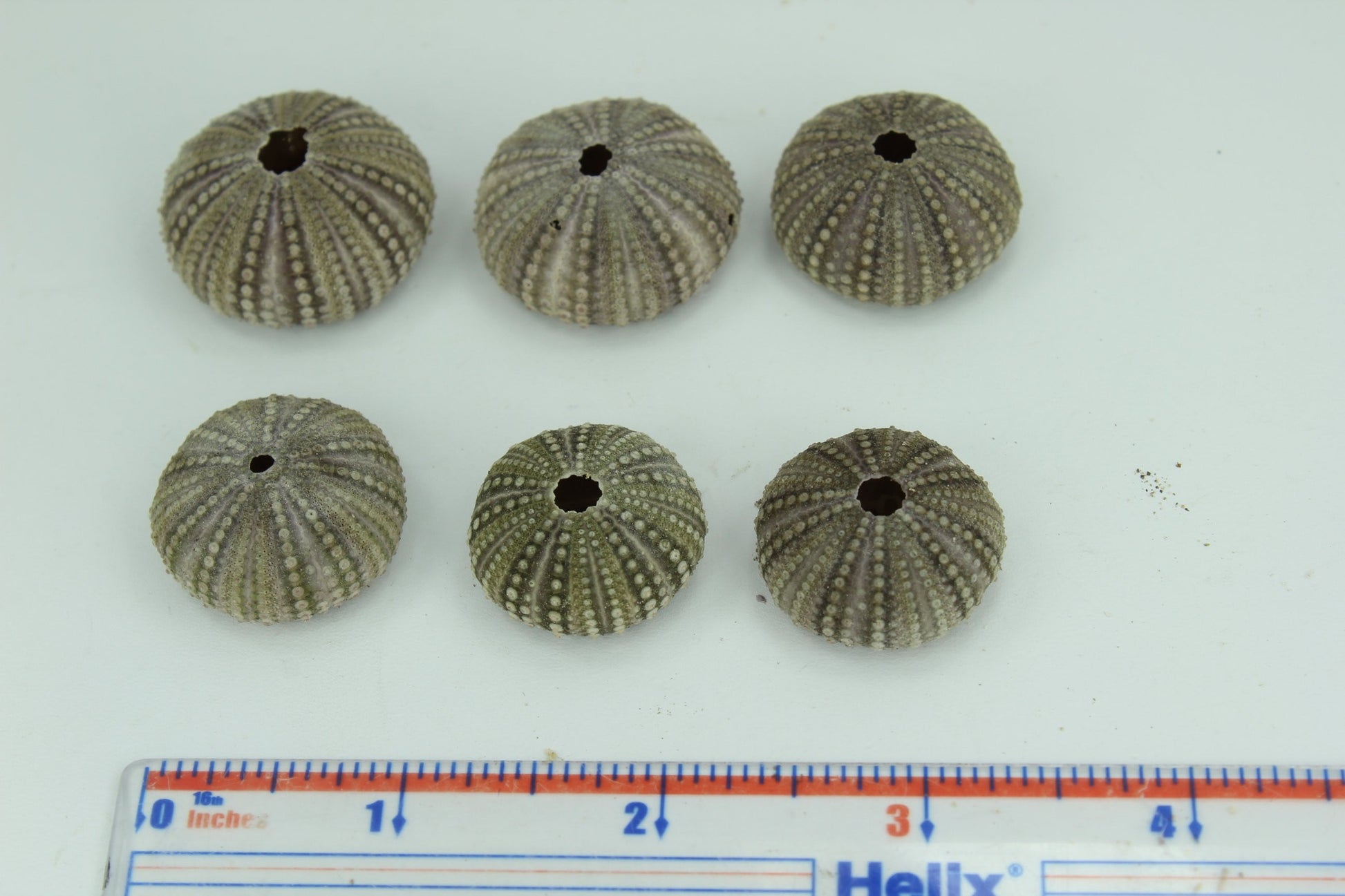 Florida Natural 6 Baby Sea Urchins Estate Collection Jewelry Shell Art Collectibles