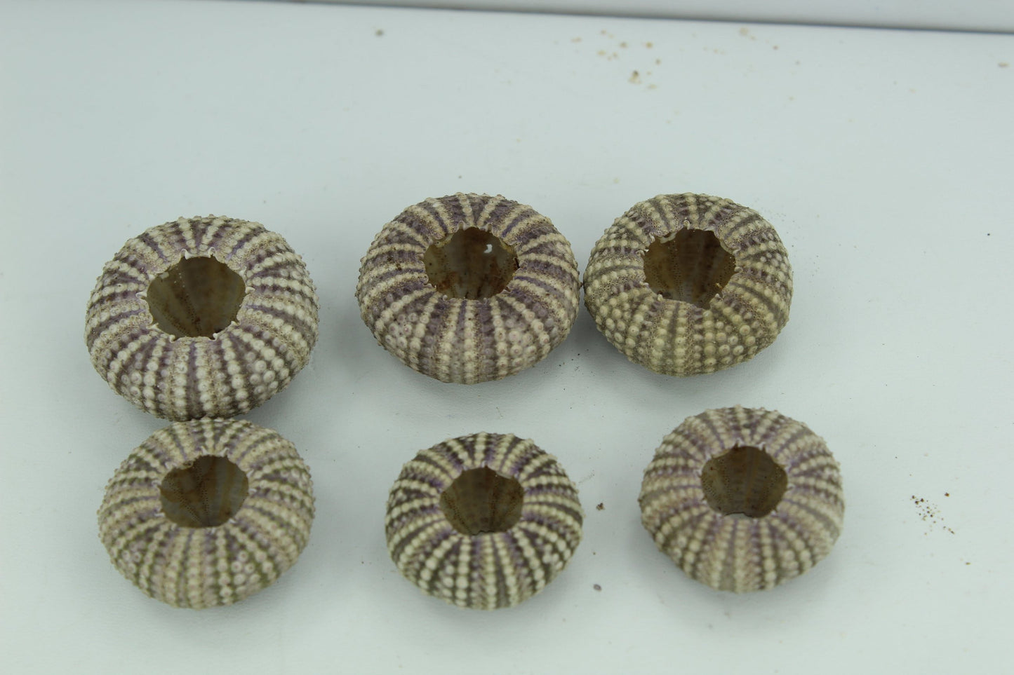Florida Natural 6 Baby Sea Urchins Estate Collection Jewelry Shell Art Collectibles unusual